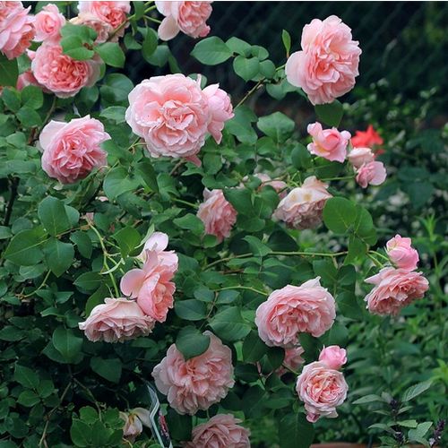 Roz piersică - Trandafir copac cu trunchi înalt - cu flori în buchet - coroană tufiș